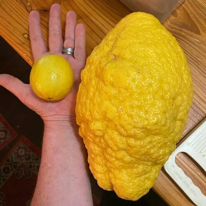 Limón gigante comparado con uno normal, una de las cosas curiosas de esta comunidad online.
