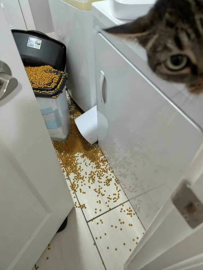 Gato mirando comida derramada por el suelo, una escena tipica de un mal dia en casa.