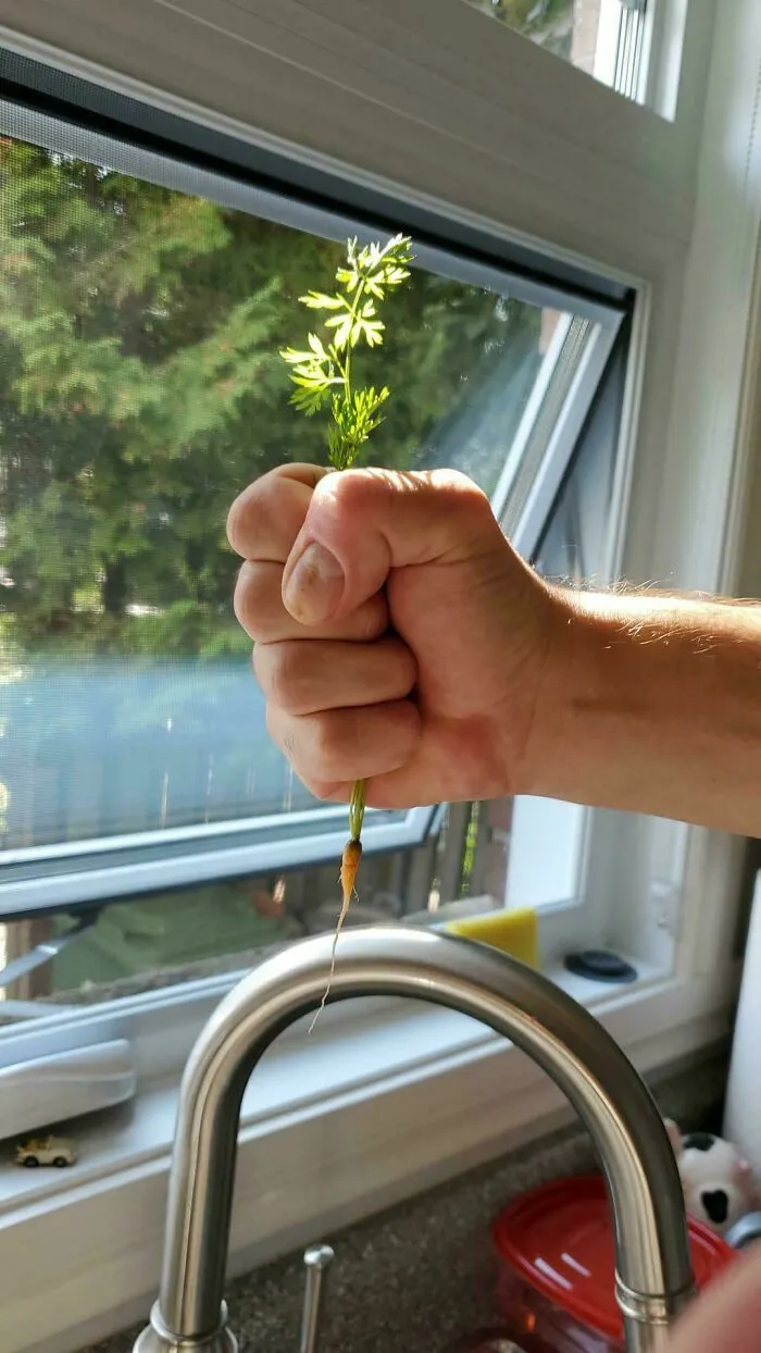 Mano sosteniendo una diminuta zanahoria cosechada para ilustrar un mal dia en la cocina.