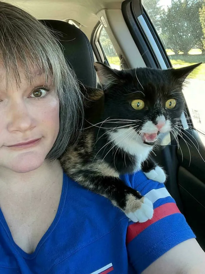 Gato asustado con los ojos abiertos en el hombro de su dueña
