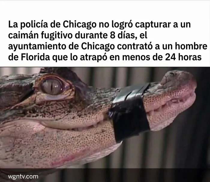 Primer plano de un caimán con cinta en el hocico en un meme sobre la destreza de un hombre de Florida