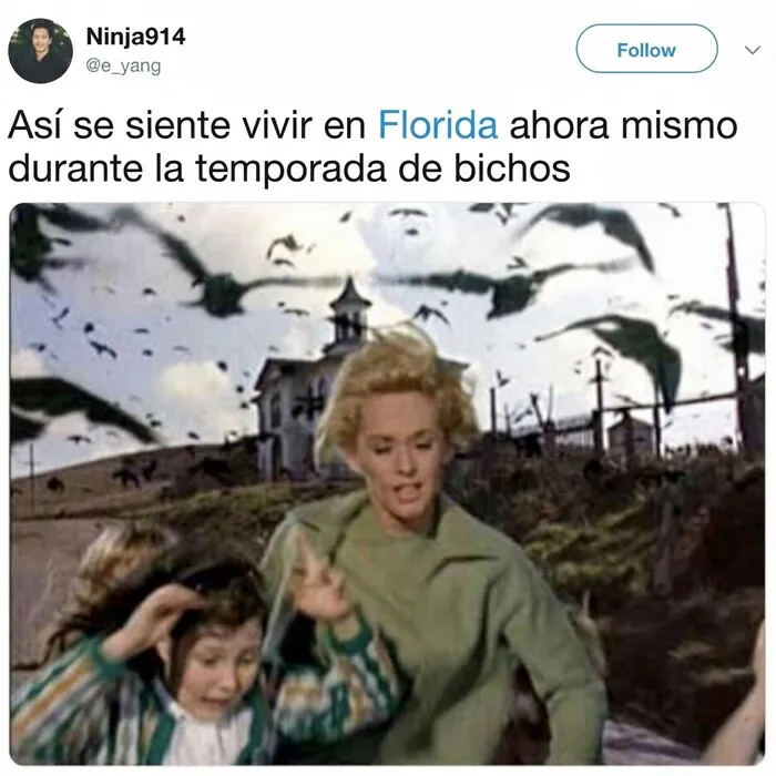 Meme divertido que captura la locura que se vive en Florida con una invasion de insectos voladores.