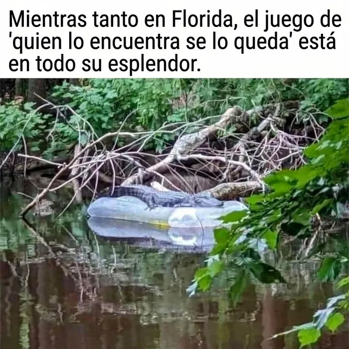 Meme sobre la locura de Florida con un caimán flotando en un inflable sobre el agua en la naturaleza