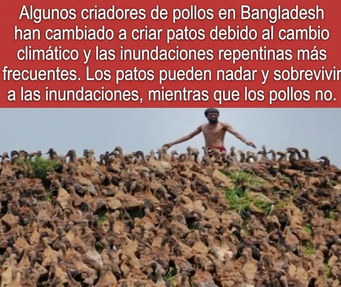 Datos curiosos: Un granjero en Bangladesh rodeado de cientos de patos para evitar inundaciones.