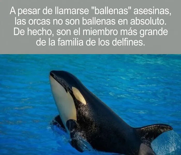 Datos curiosos sobre las orcas, la especie más grande de la familia de los delfines en el océano.