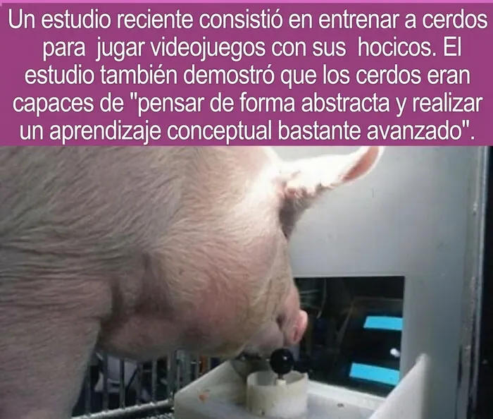Datos curiosos sobre la inteligencia animal de un cerdo jugando un videojuego con su hocico.
