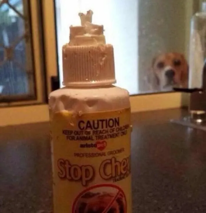 Perro mirando una botella con error de producto mordida para evitar mordeduras
