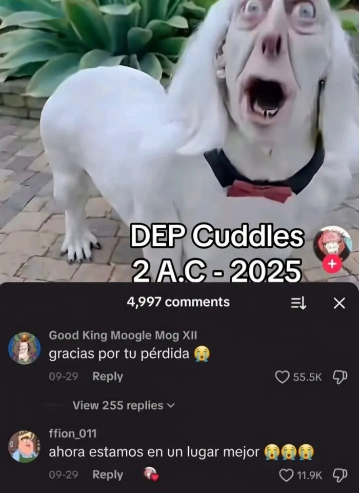 Meme de un perro blanco con cara humana extraña que causa risa y vergüenza ajena