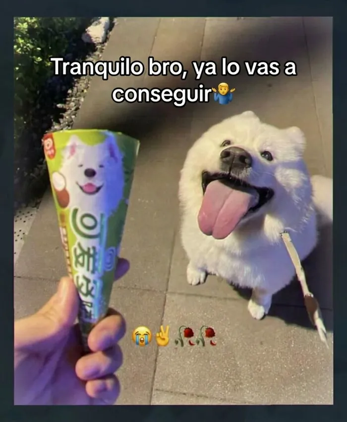 Perro feliz junto a helado con su cara, ejemplo de publicaciones que causan risa y vergüenza ajena
