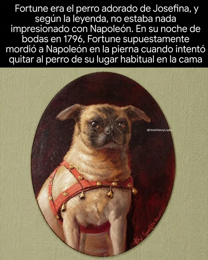 Retrato de Fortune, el perro de Josefina Bonaparte en fotos históricas