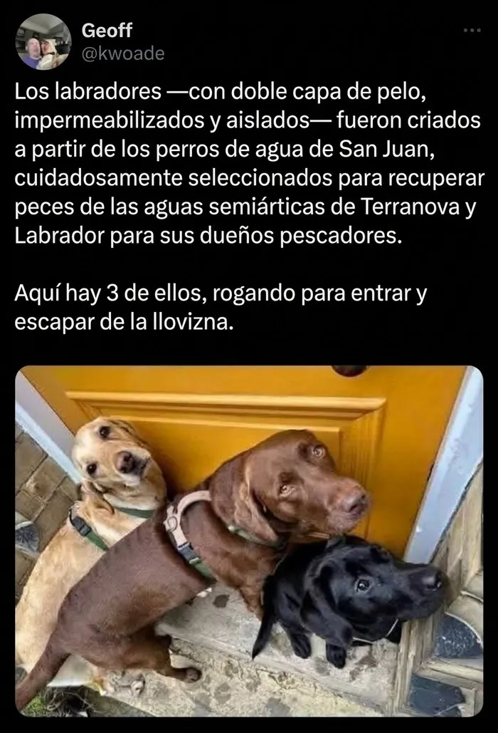Tres perros labradores esperando en la puerta de entrada, parte de publicaciones reconfortantes.