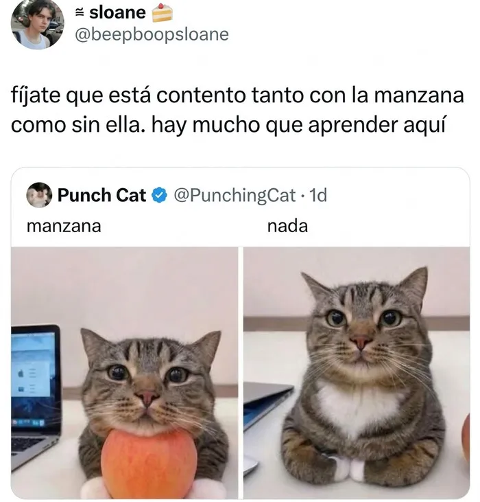 Un gato contento con y sin manzana en publicaciones reconfortantes.