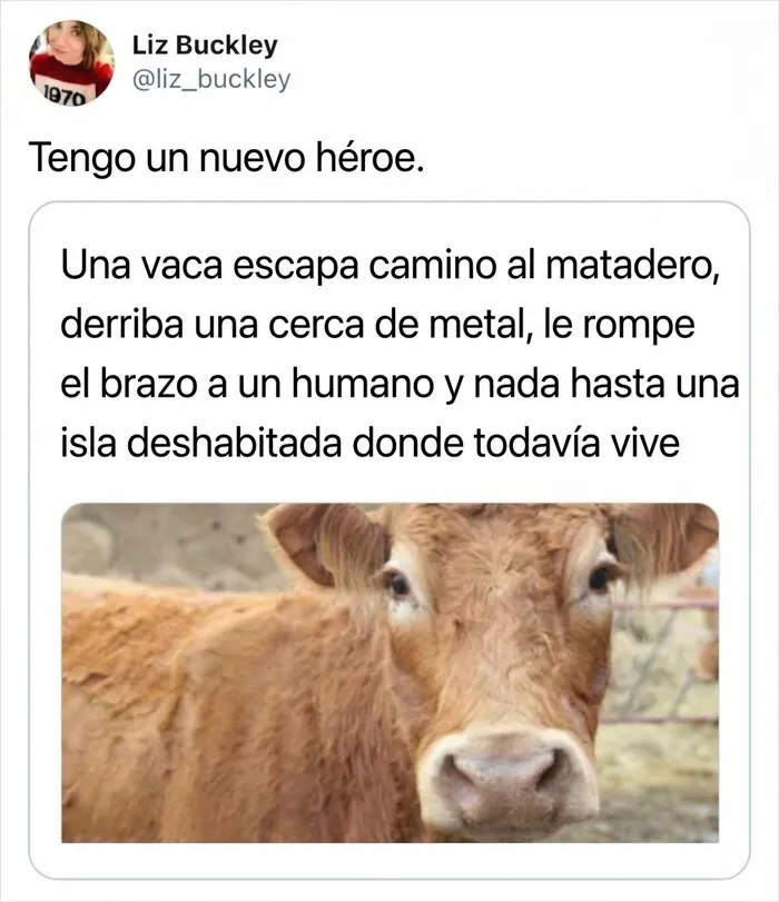 Historia de una vaca que escapa a una isla, ideal para publicaciones reconfortantes de animales libres