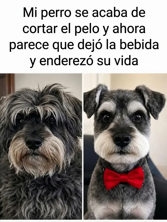 Antes y después del corte de pelo de un perro, una de las publicaciones reconfortantes de internet