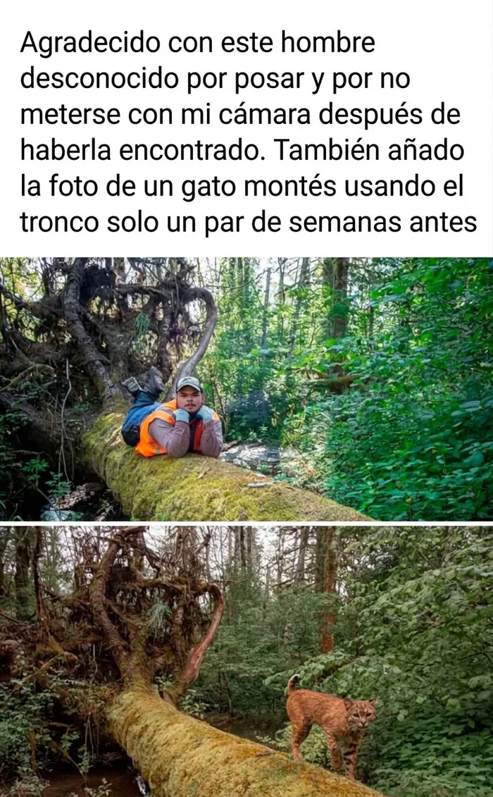 Publicaciones reconfortantes que muestran a un hombre y a un gato montes posando en el mismo tronco de un bosque.