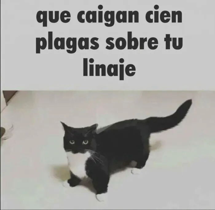 Gato con mirada desafiante y texto gracioso en uno de los memes divertidos.