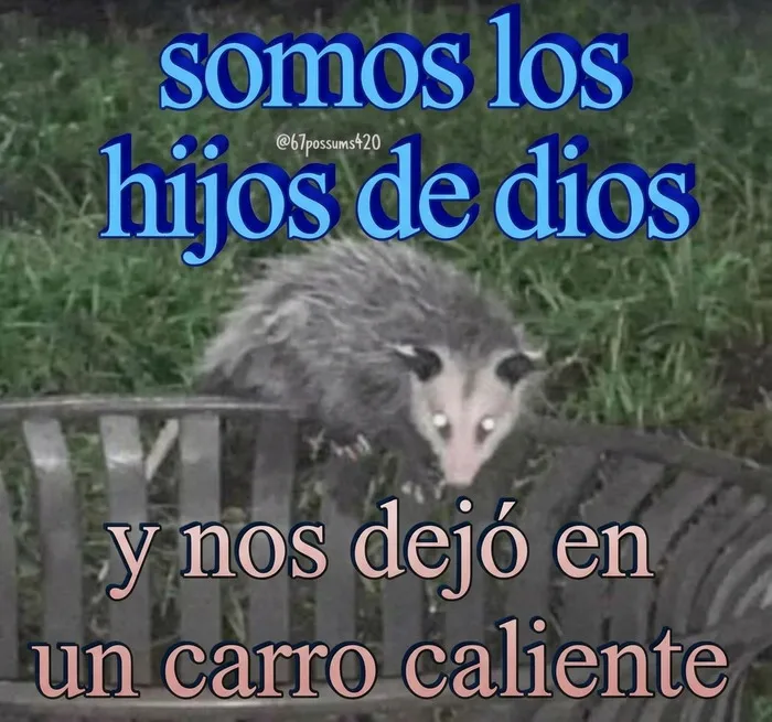 Zarigþcya en una cerca con texto gracioso sobre memes divertidos.