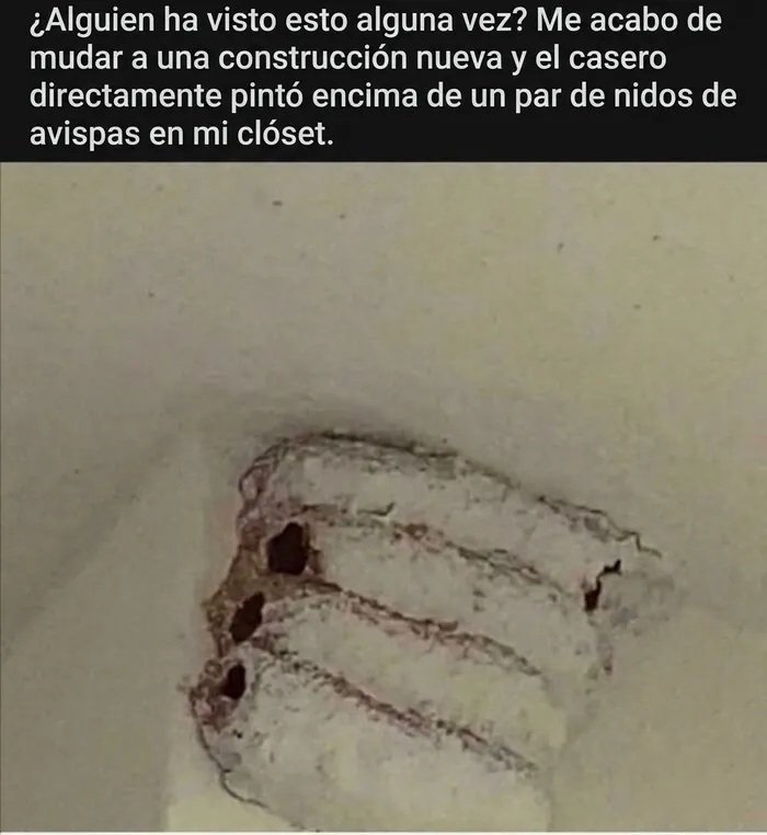 Proyectos caseros donde pintaron encima de un nido de avispas en la pared