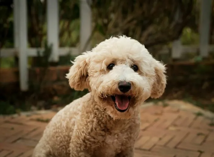 Un adorable perro de pelo rizado sonriendo a la cámara en el jardín