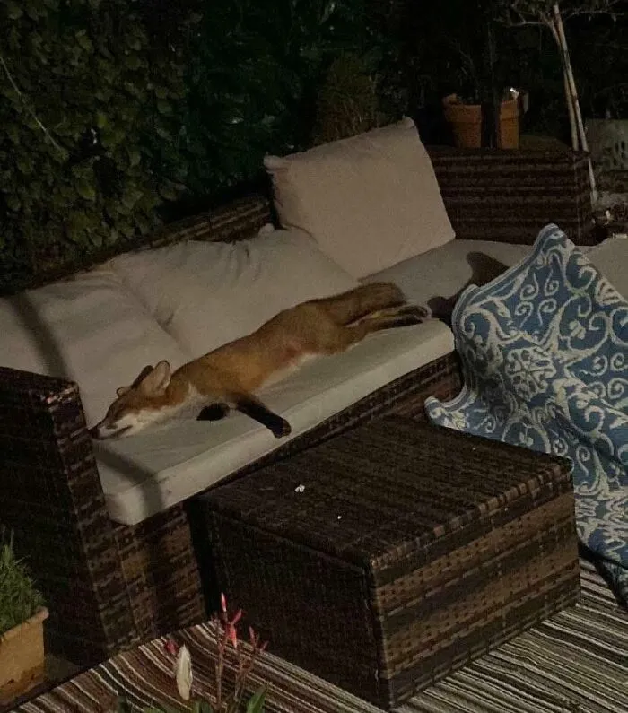 Zorro descansando en un sofá al aire libre por la noche