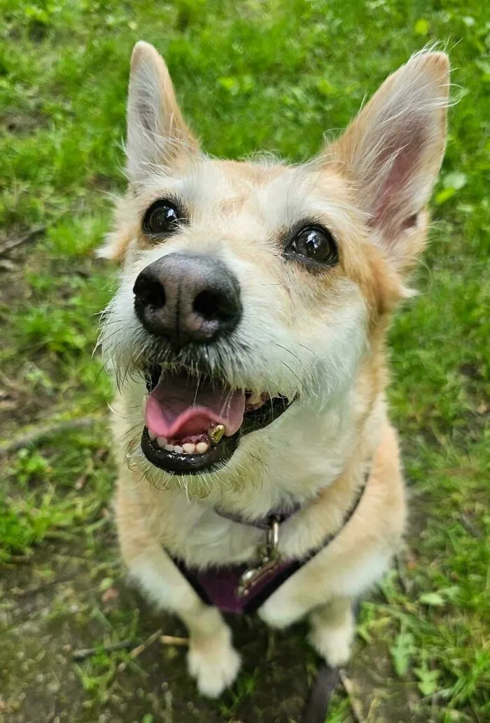 Perro pequeño sonriente de pelaje blanco y marrón claro en césped verde