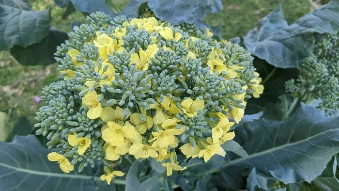 Flor amarilla que brota de una planta de brócoli en jardín exterior