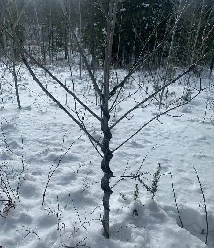 Tronco de árbol con forma torcida en bosque nevado