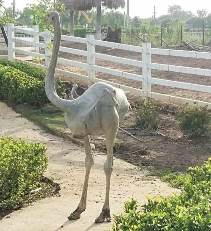 Ave con apariencia extraña y cuello alargado en un sendero rural