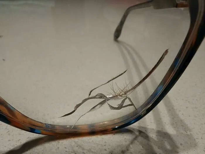 Gafas con una pequeña rama o insecto atrapado en la montura
