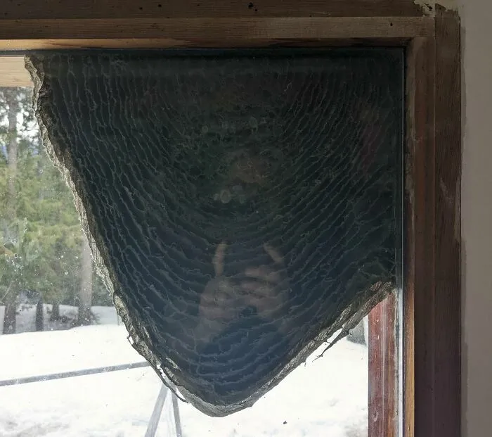 Nido de avispas en ventana con nieve afuera en contexto de ¿Qué pasaría si...?