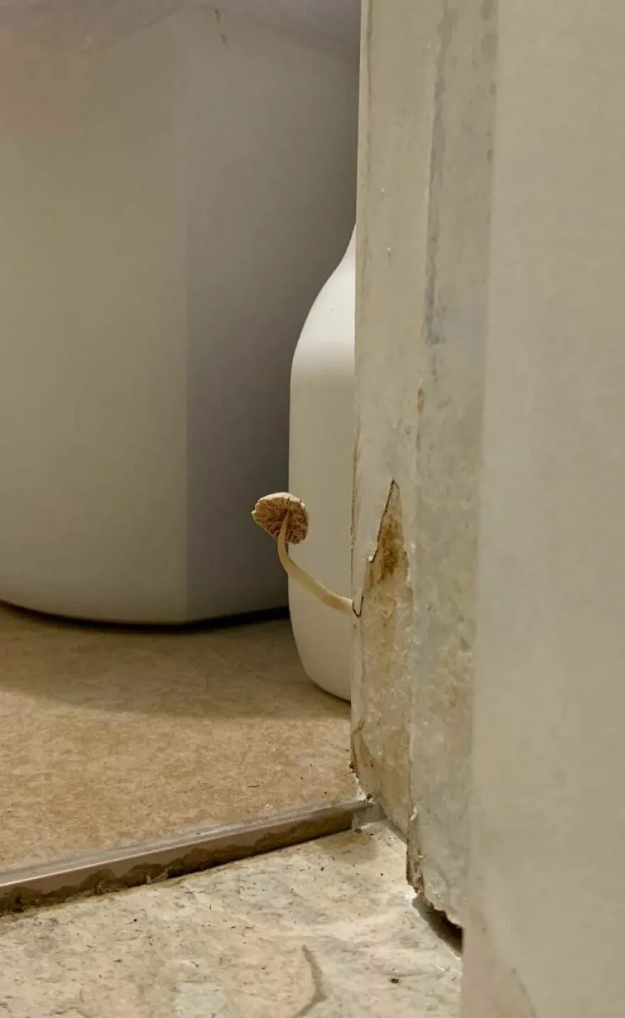 Hongo creciendo en pared dañada dentro de alojamiento