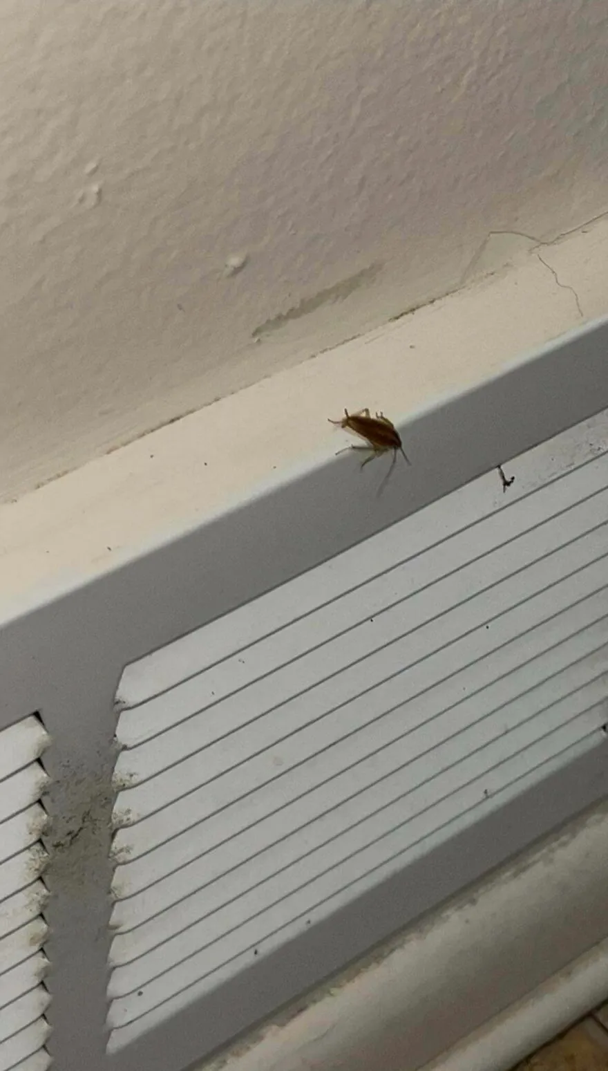 Cucarachas en nuestro Airbnb