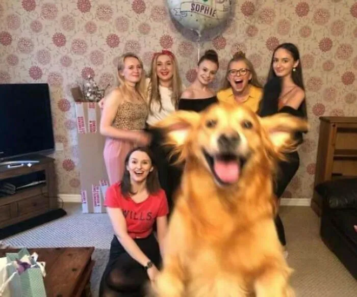 Perro feliz en primer plano con grupo de mujeres sonrientes en interior fotos tiernas animales