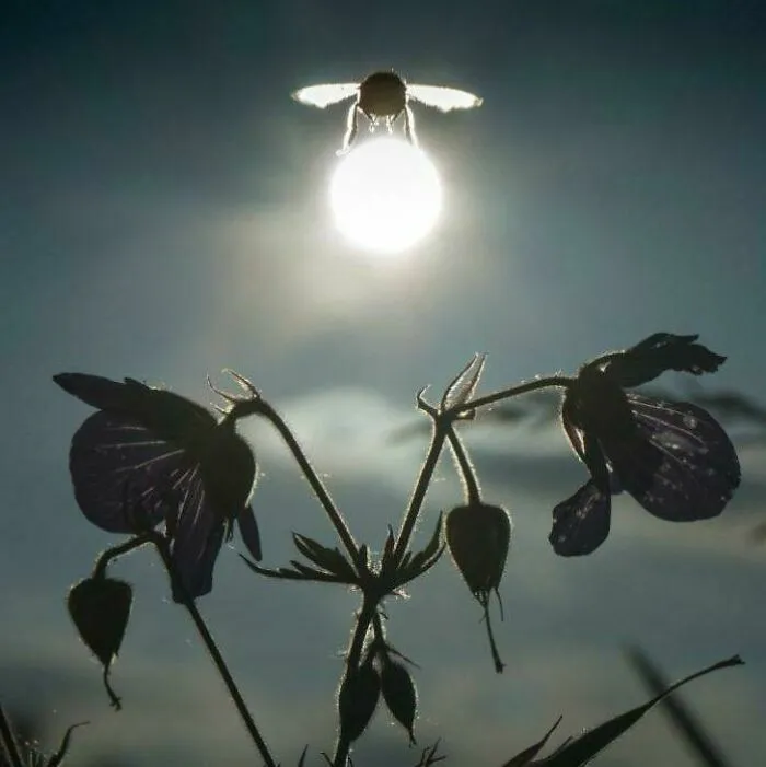 Insecto volando iluminado por sol entre flores en silueta fotos tiernas animales