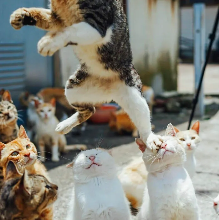 Gato saltando y tocando la cara de otro gato en grupo, fotos divertidas de animales