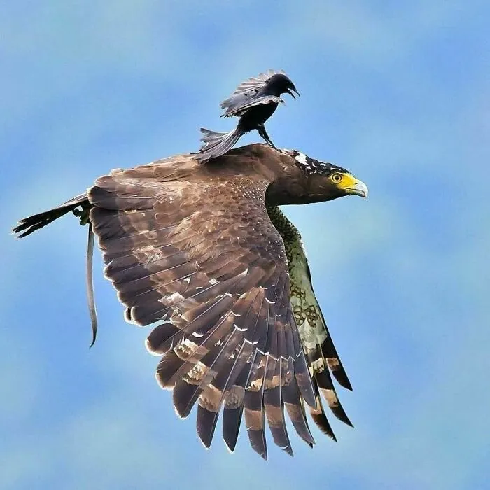 Pájaro pequeño posado sobre águila en vuelo en imagen divertida