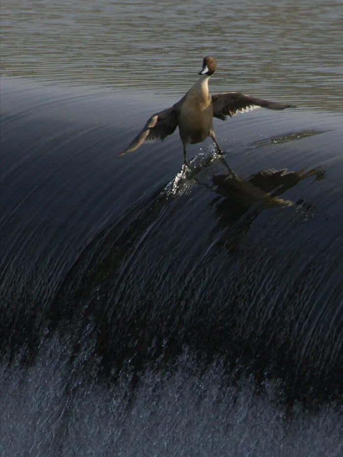 Pato caminando sobre agua en cascada, fotos tiernas de animales
