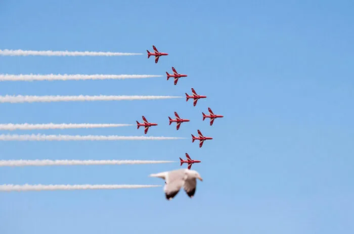 Pájaros y avión haciendo formación en un cielo azul claro