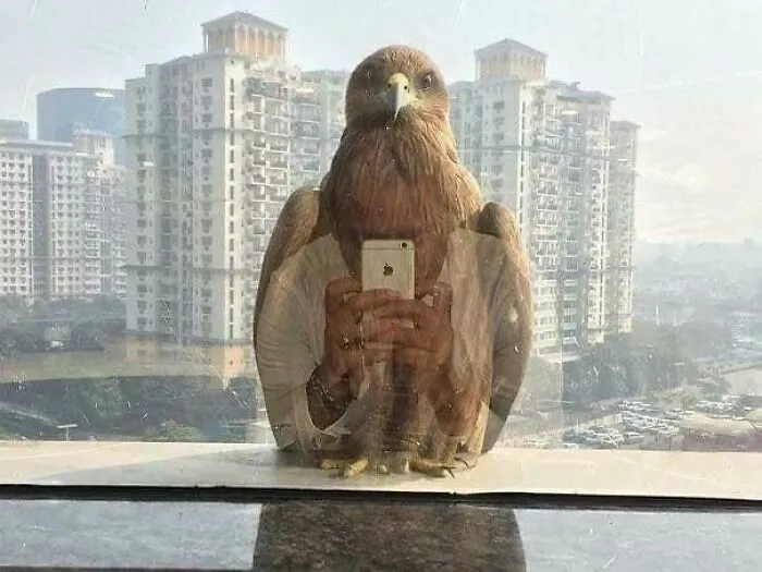 Reflejo de águila en ventana con persona tomando selfie, fotos divertidas de animales