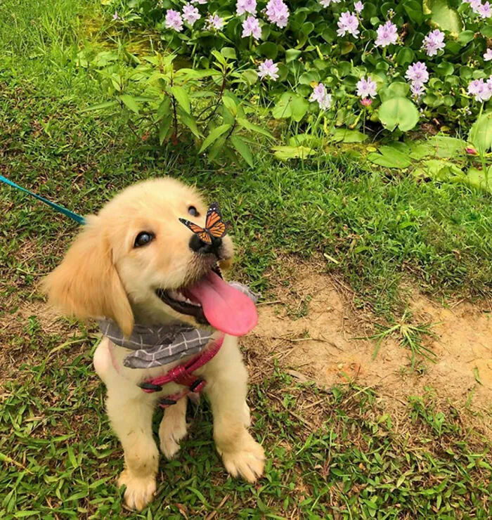 Un adorable cachorro alegre con una mariposa en la nariz entre fotos tiernas y divertidas de animales.