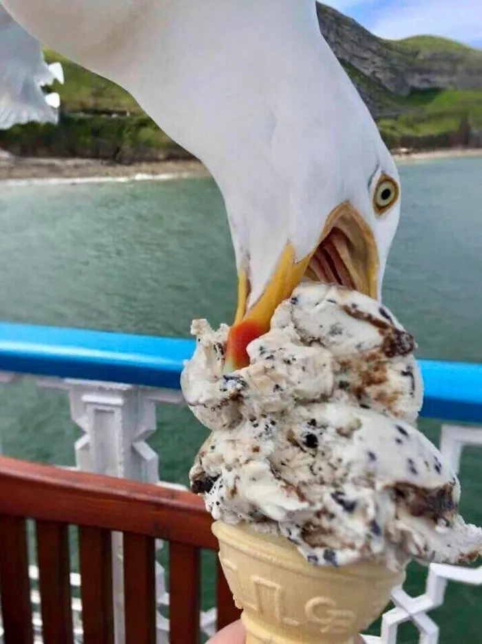 Una gaviota robando un cono de helado, parte de estas fotos tiernas y divertidas de animales.