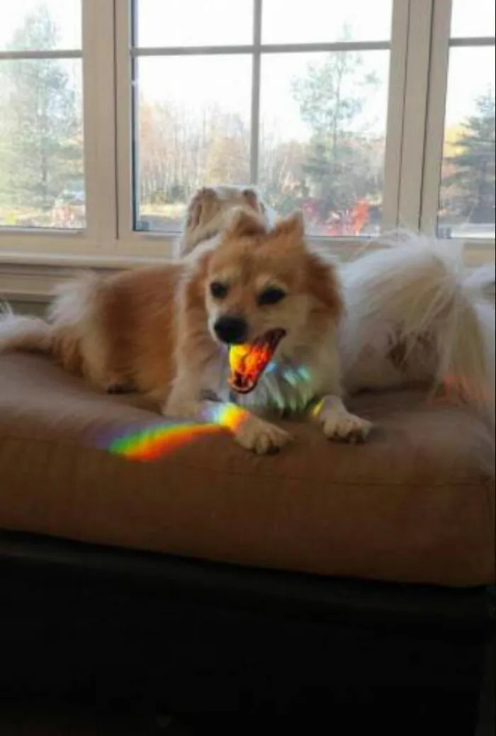Perro con reflejo de arcoíris jugando dentro de casa en foto tierna de animales