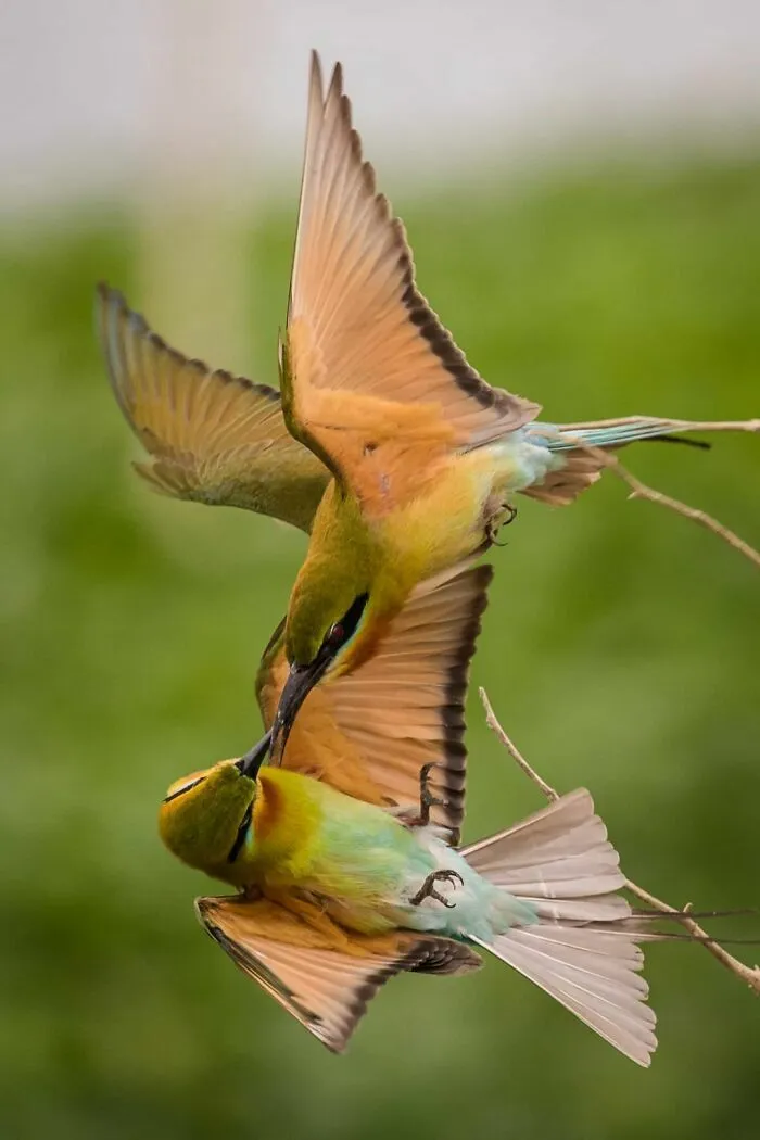 Dos aves coloridas en vuelo en imagen divertida de animales