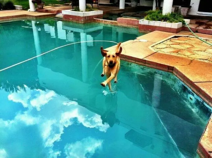 Perro caminando en piscina con reflejo de cielo azul imágenes tiernas de animales