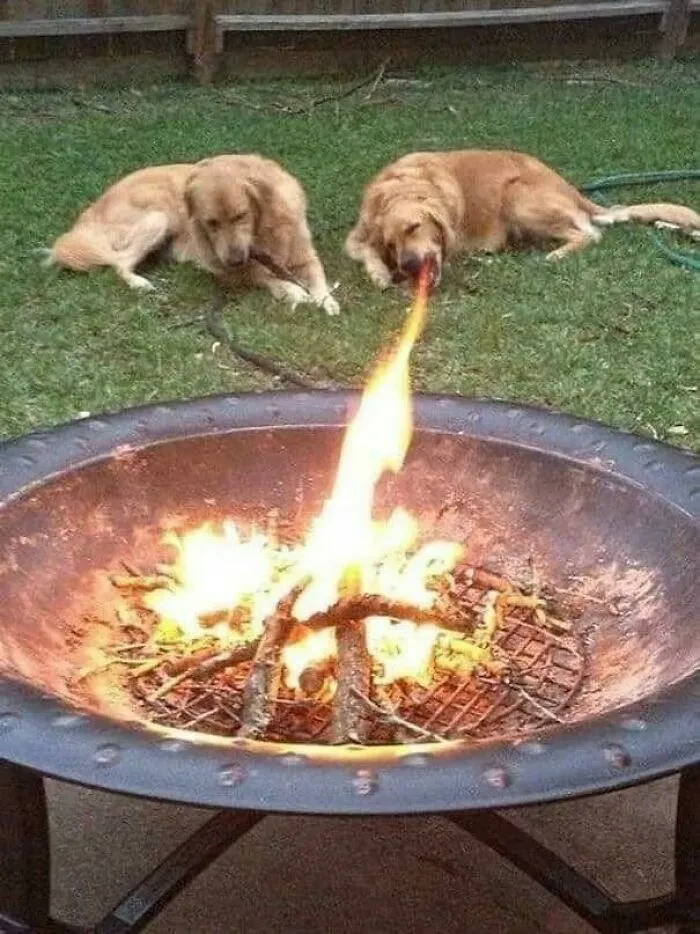 Perros dorados al lado de fuego, uno parece soplar la llama en jardín verde tiernos animales