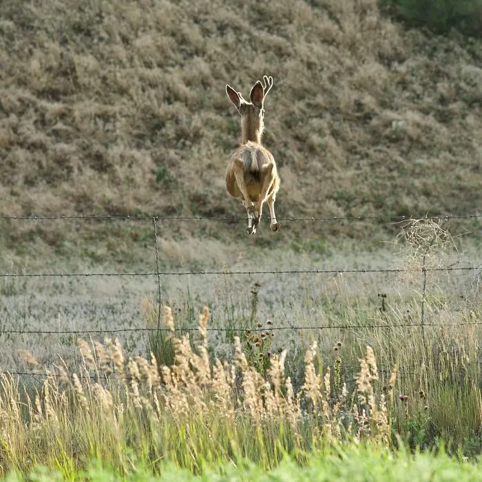 Ciervo saltando cerca de cerca de alambre, imagen natural de animales divertidos