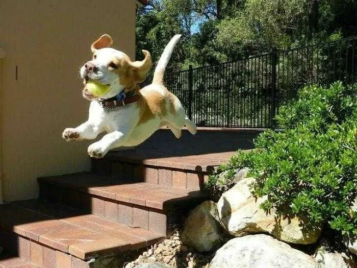 Perro saltando con pelota en la boca en exterior, foto de animales divertidos