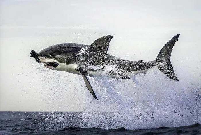 Tiburón blanco saltando fuera del agua en foto impresionante de animales