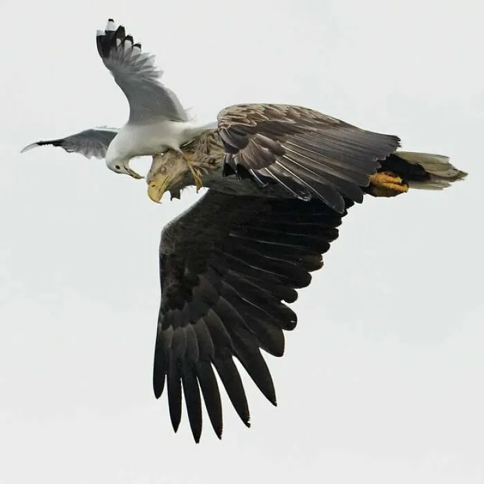 Gaviota volando cerca de águila en imagen impresionante de animales en vuelo