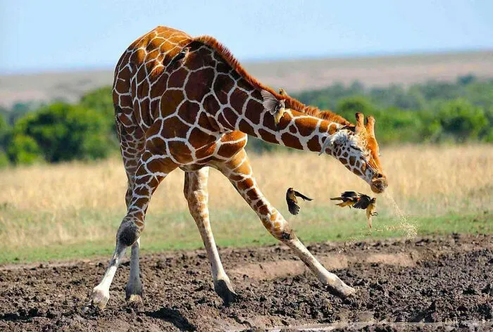 Jirafa intentando alcanzar aves en movimiento en fotografía de animales en la naturaleza